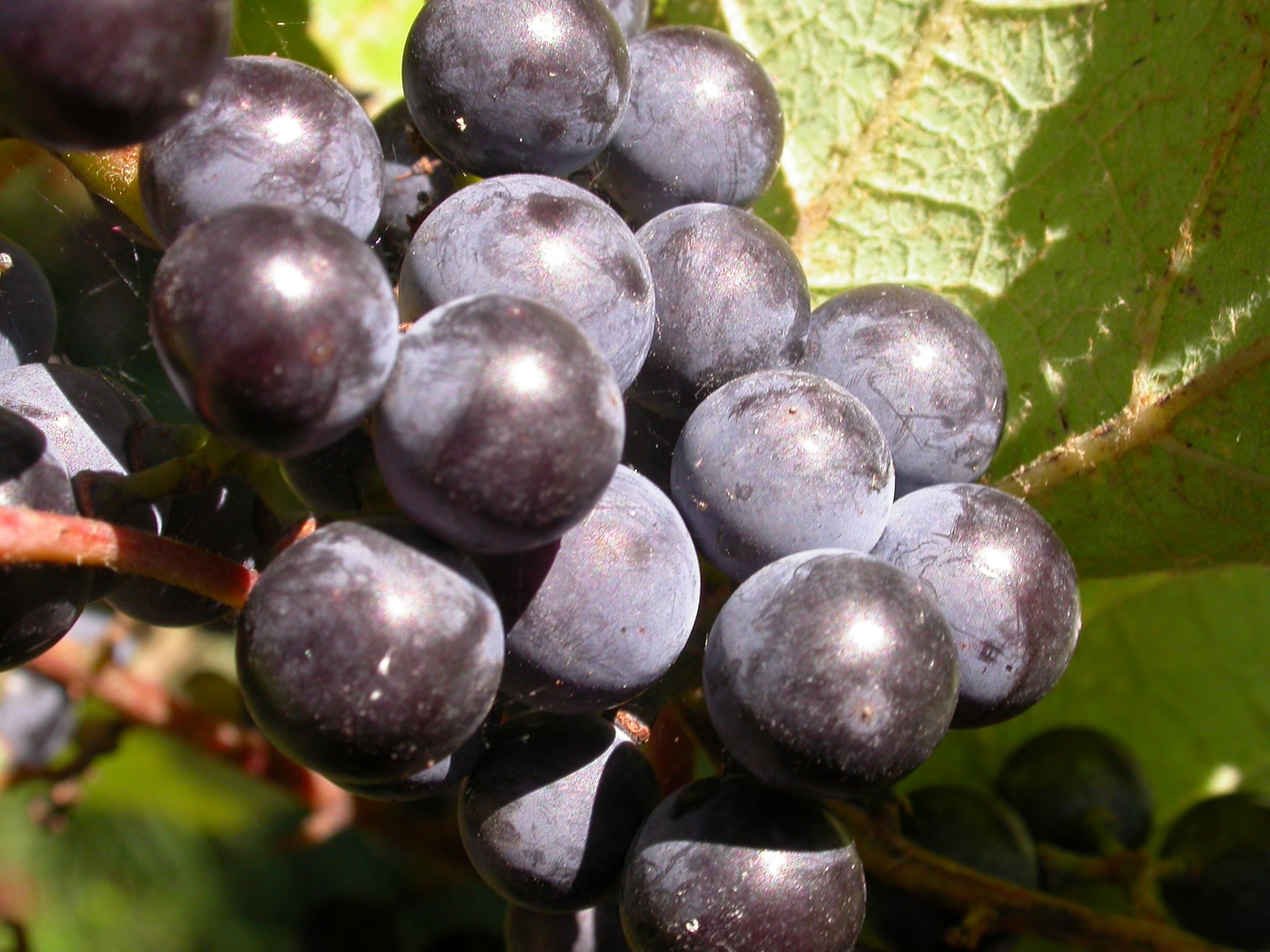 Vitis aestivalis grapes detail